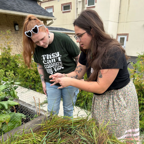 People look at sweetgrass in Brantford Indigenous Garden