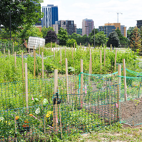 community garden
