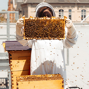 Apiary